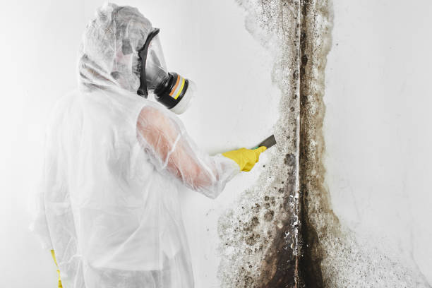 Best Basement Mold Remediation in St Clair Shores, MI