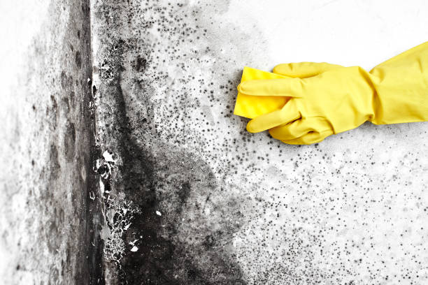 Best Crawl Space Mold Remediation in St Clair Shores, MI