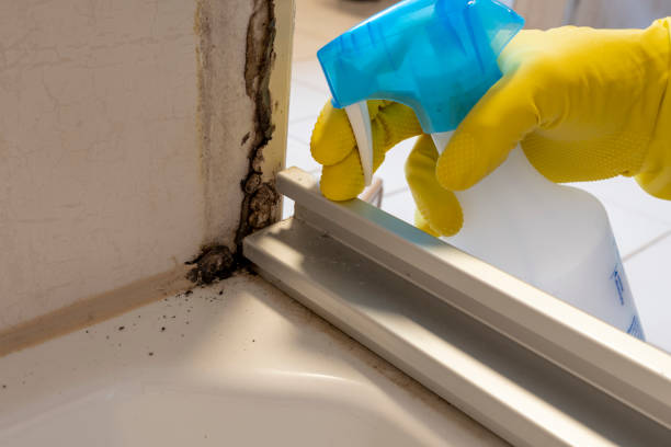 Best Localized Mold Remediation (e.g., coastal areas, humid climates) in St Clair Shores, MI