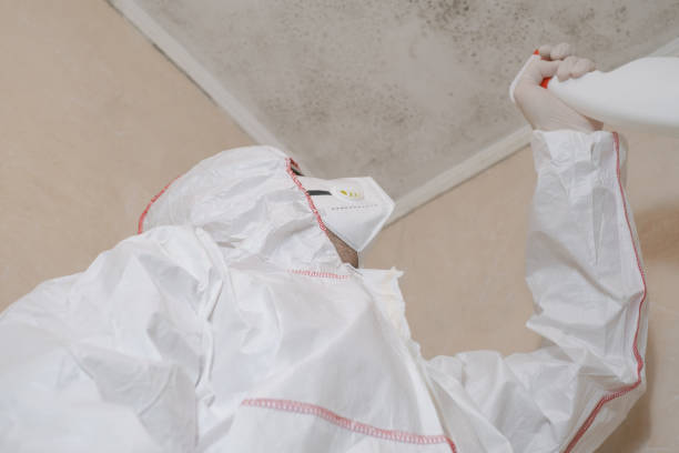 Best Post-Flood Mold Remediation in St Clair Shores, MI
