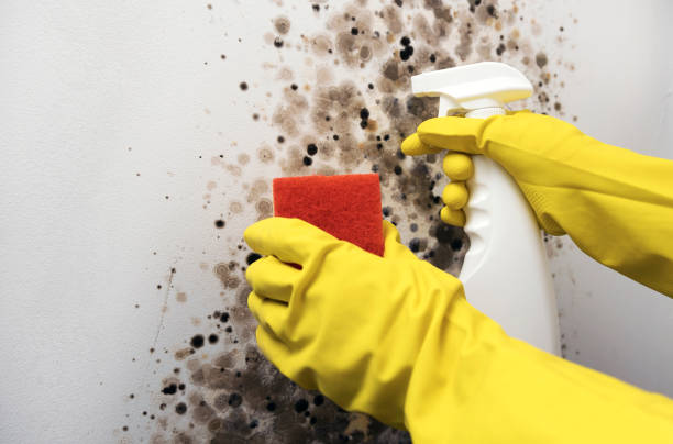 Reliable St Clair Shores, MI Mold Remediation Solutions