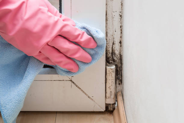 Best Black Mold Remediation in St Clair Shores, MI